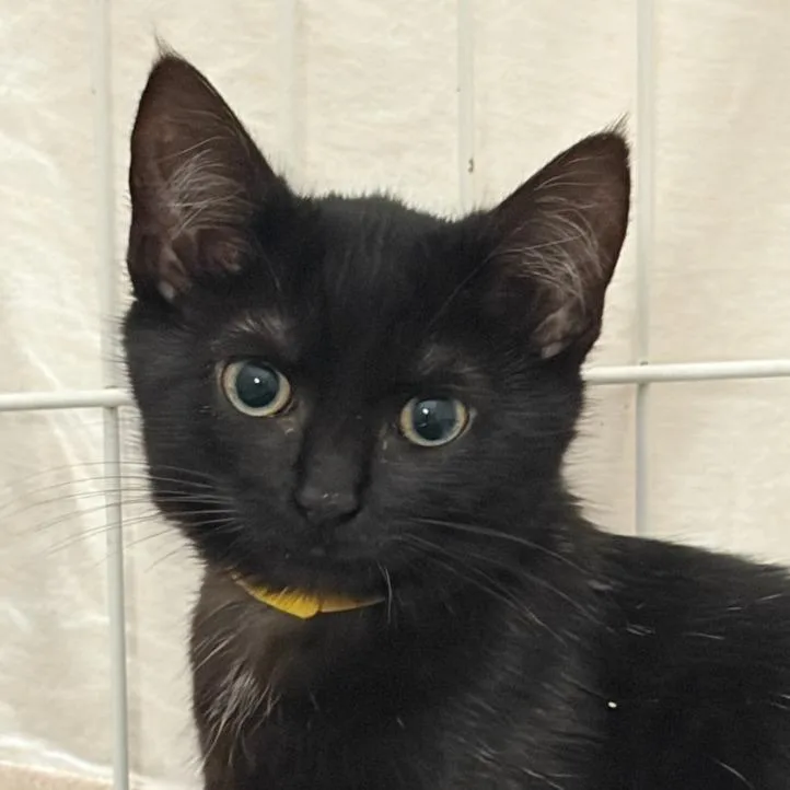 A baby small-sized female Domestic Short Hair cat named Zola for adoption in Cumming, GA