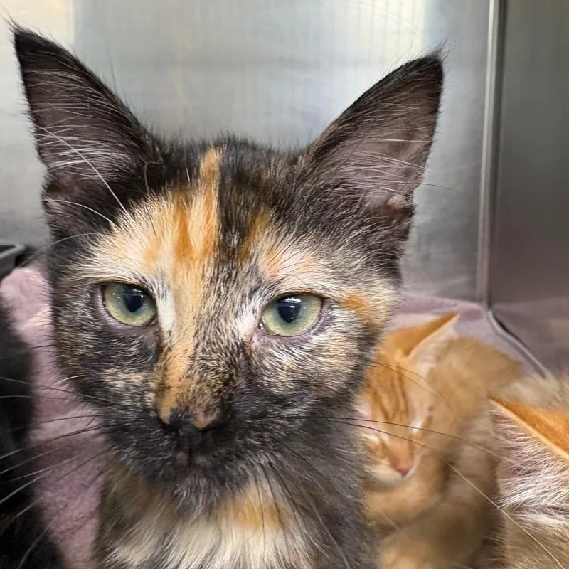 A baby small-sized female Black Domestic Short Hair cat named Bristle for adoption in Leander, TX