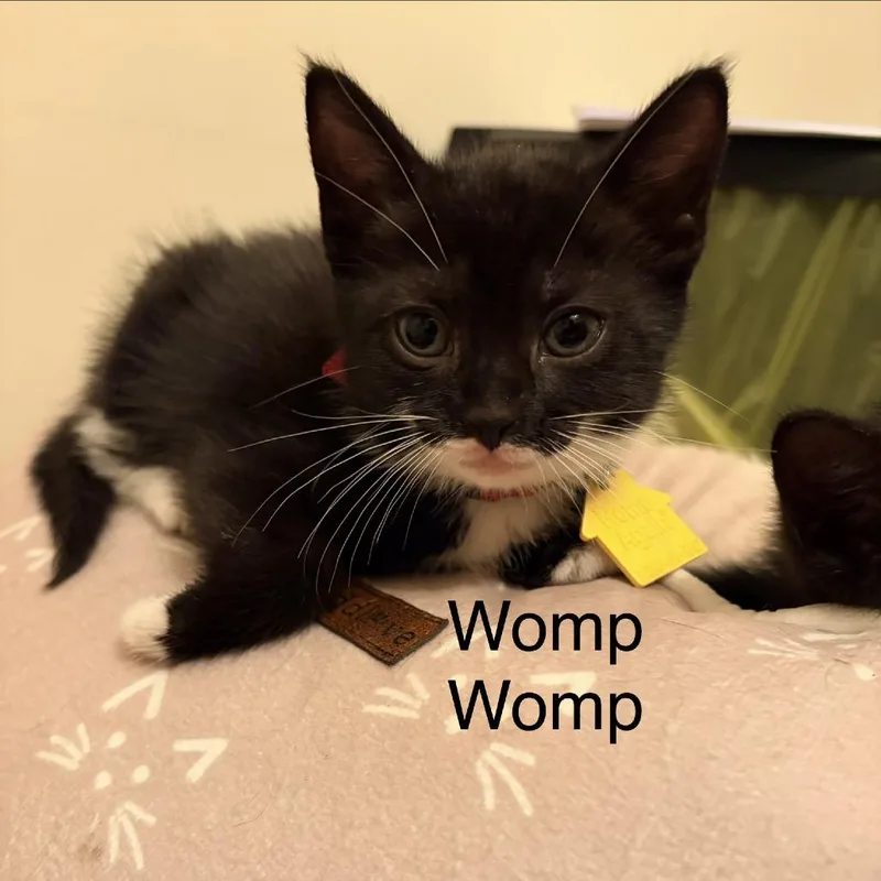 A baby small-sized female Black Domestic Short Hair cat named Womp Womp for adoption in Springfield, MA