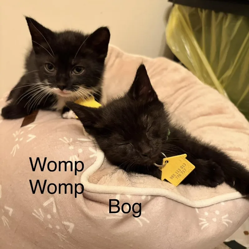 Womp Womp thumbnail 3