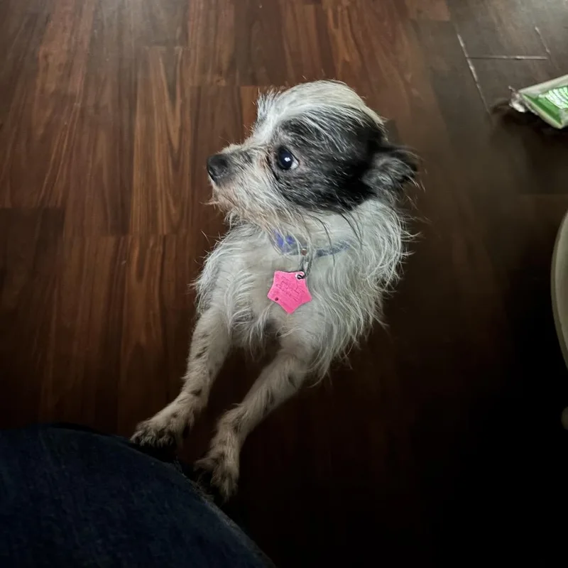 A senior small-sized male Chihuahua dog named Henry for adoption in Bismarck, ND