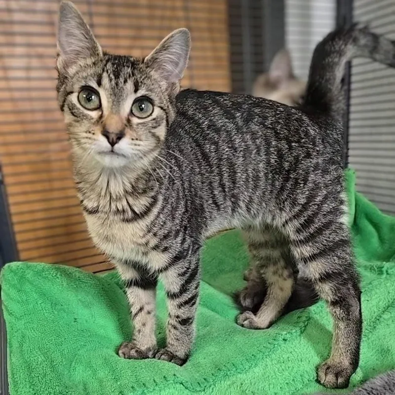 A baby medium-sized male Tabby (Gray / Blue / Silver) Domestic Short Hair cat named Chad for adoption in Mount Carmel, IL