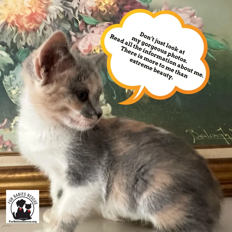 A baby small-sized female Dilute Calico cat named Toodles for adoption in Hickory, NC