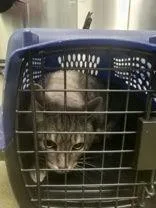 An adult large-sized male Tabby (Gray / Blue / Silver) Tabby cat named Pimento for adoption in Denton, TX