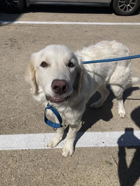 A young large-sized male Mixed Breed dog named Guppy for adoption in Dallas, TX