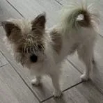 An adult small-sized male White / Cream Terrier dog named Buddy Trieu for adoption in Montgomery, TX