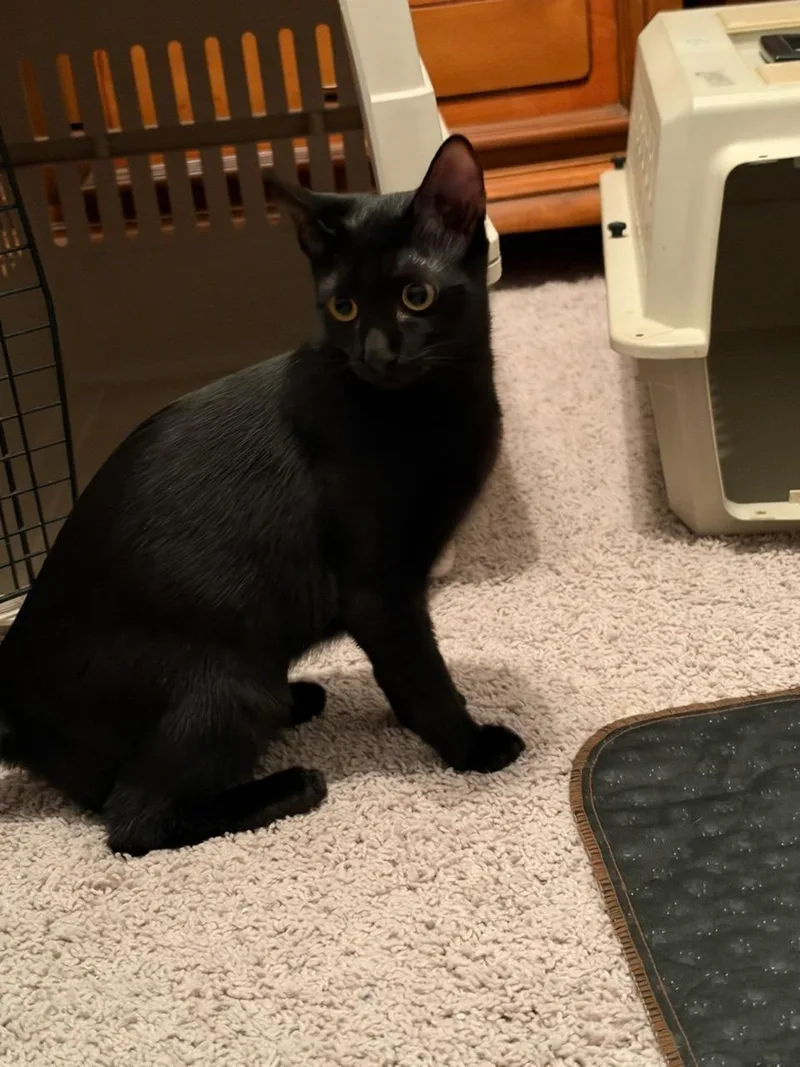 A young medium-sized female Black Domestic Short Hair cat named Paulette for adoption in Port Wentworth, GA