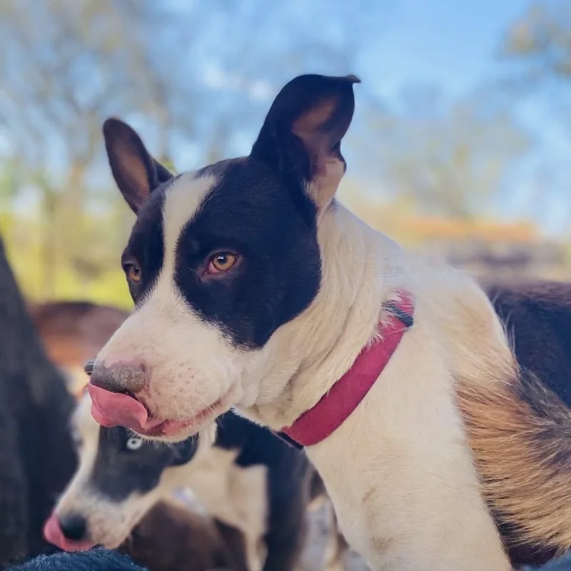 Shan Yang Pc thumbnail 2