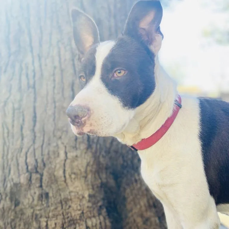 Shan Yang Pc thumbnail 4