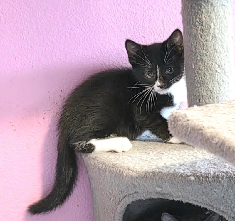 A baby small-sized male Black Domestic Short Hair cat named Oreo for adoption in La Jolla, CA