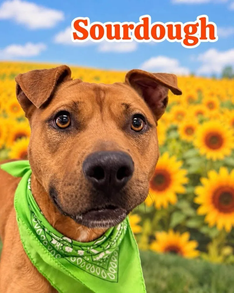 An adult medium-sized male Yellow / Tan / Blond / Fawn Mixed Breed dog named Sourdough for adoption in Flint, MI