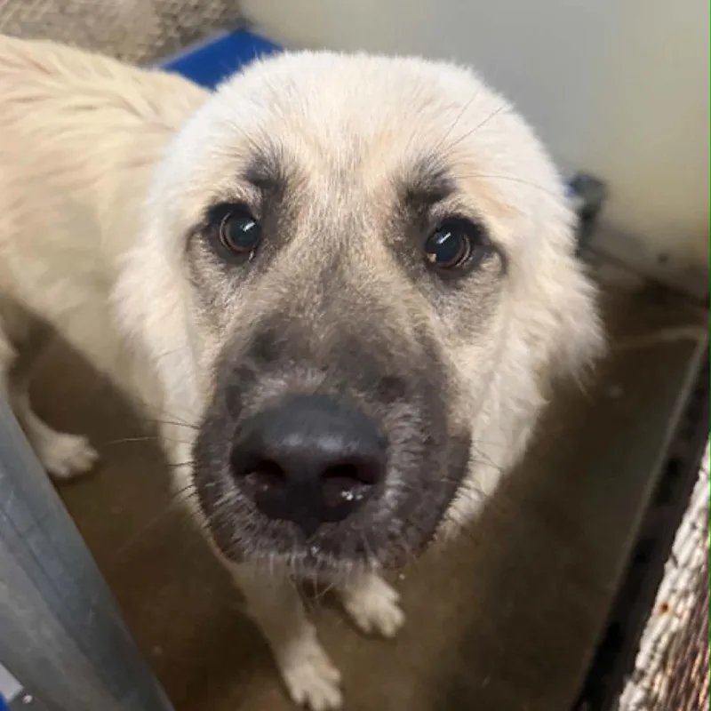 An adult large-sized male White / Cream Anatolian Shepherd dog named Ceasar for adoption in Stephenville, TX
