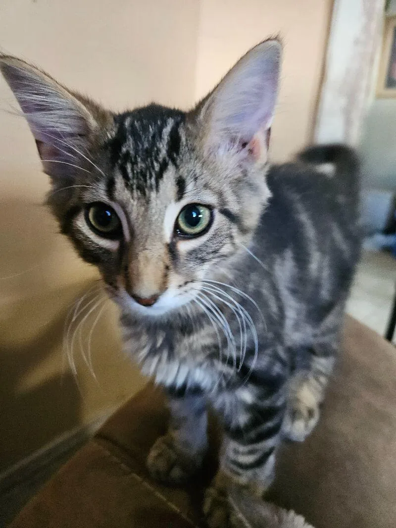A young medium-sized male Tabby (Buff / Tan / Fawn) Domestic Medium Hair cat named Kas for adoption in Adrian, MI