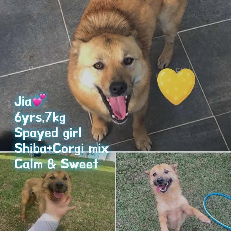 An adult small-sized female Golden Shiba Inu dog named Jia for adoption in Bend, OR