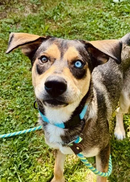 An adult medium-sized male Hound dog named Tiger for adoption in Madison, NJ