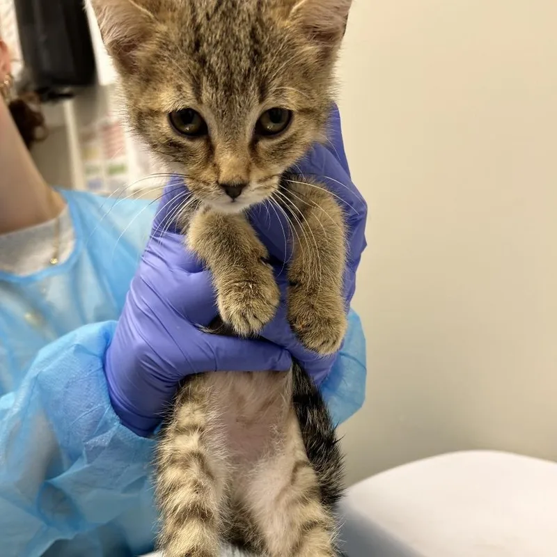 A baby small-sized male Brown / Chocolate Domestic Short Hair cat named Bertolli for adoption in Chattanooga, TN