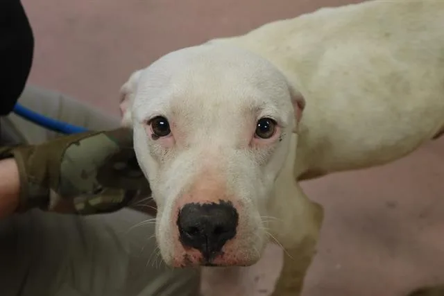 A young medium-sized male Mixed Breed dog named Heston for adoption in Columbia, SC