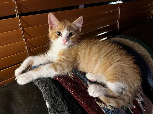 Mittens