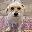 A senior small-sized male White / Cream Terrier dog named Yoshi for adoption in Las Vegas, NV