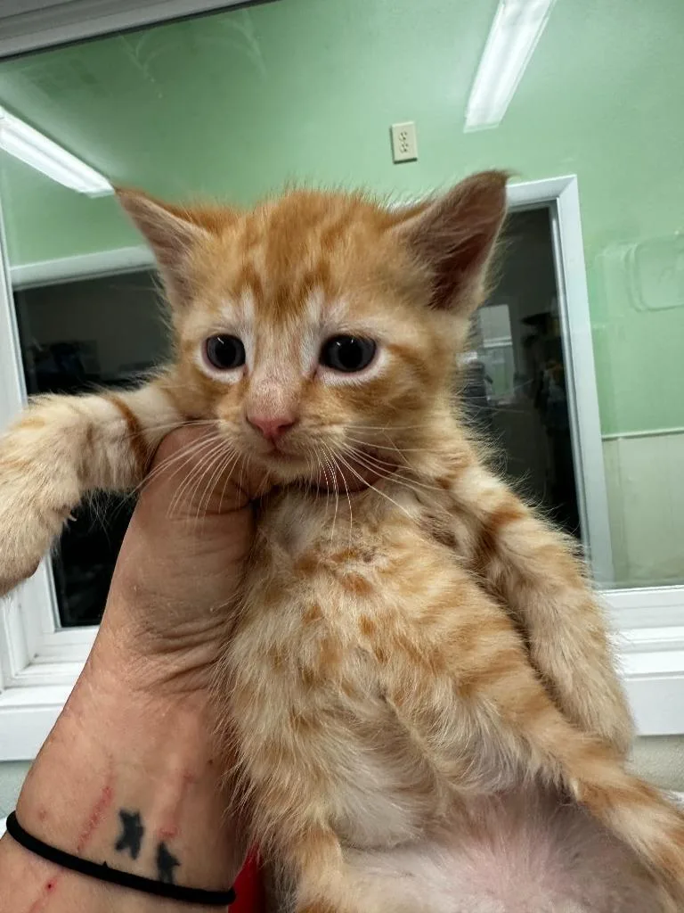 A baby small-sized male Domestic Short Hair cat named Tigger for adoption in Neosho, MO