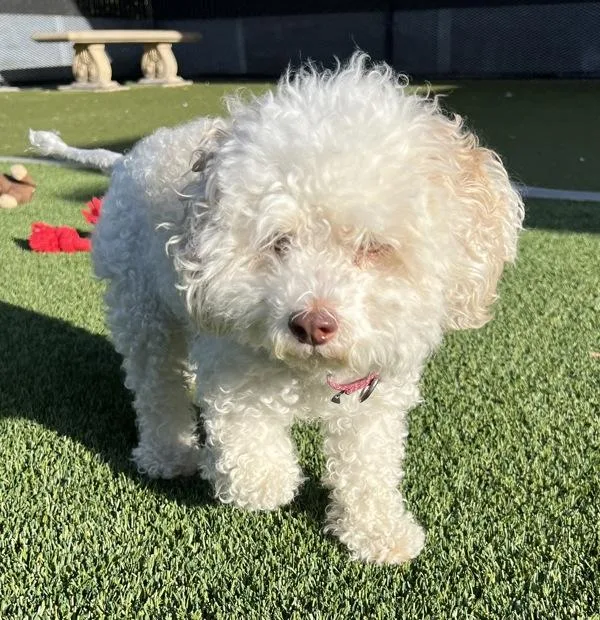 An adult small-sized male Poodle dog named Bristle for adoption in El Cajon, CA