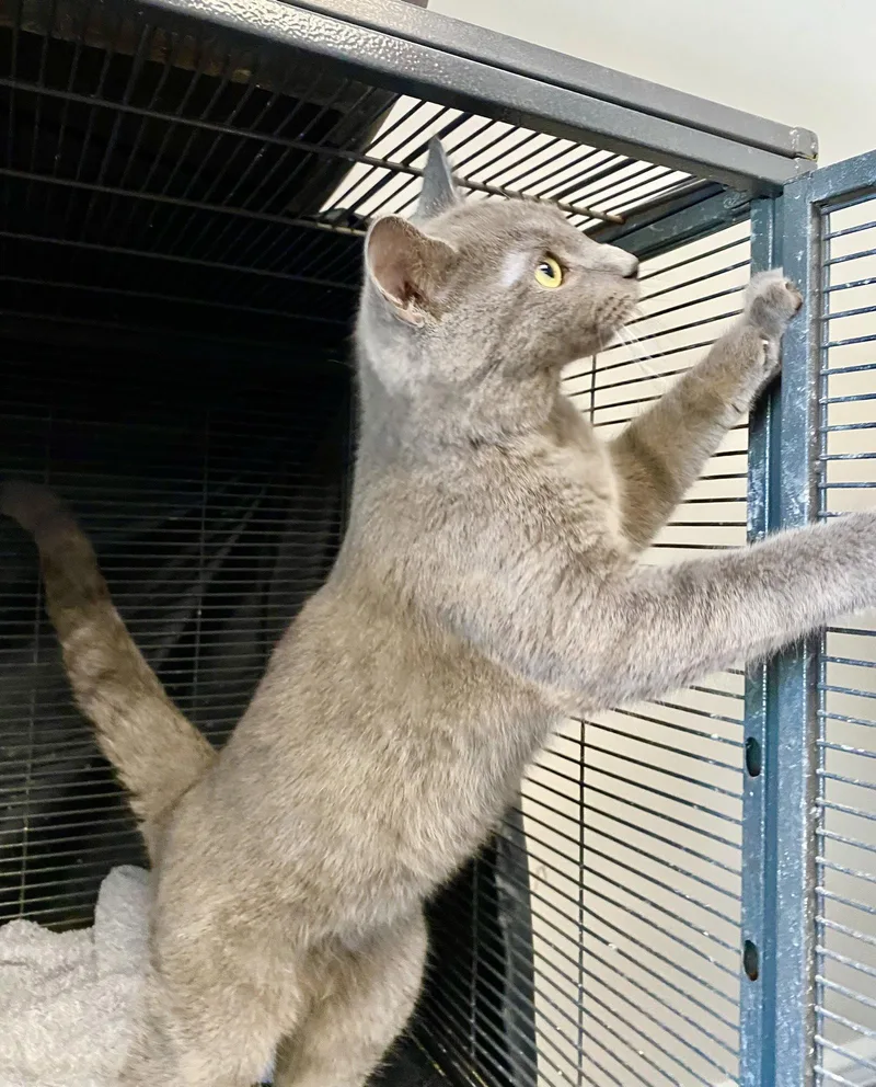 An adult medium-sized male Gray / Blue / Silver Domestic Short Hair cat named Willy for adoption in Gettysburg, PA