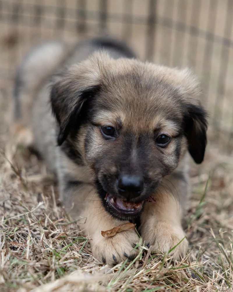 A young large-sized male German Shepherd Dog dog named Clay for adoption in Pflugerville, TX