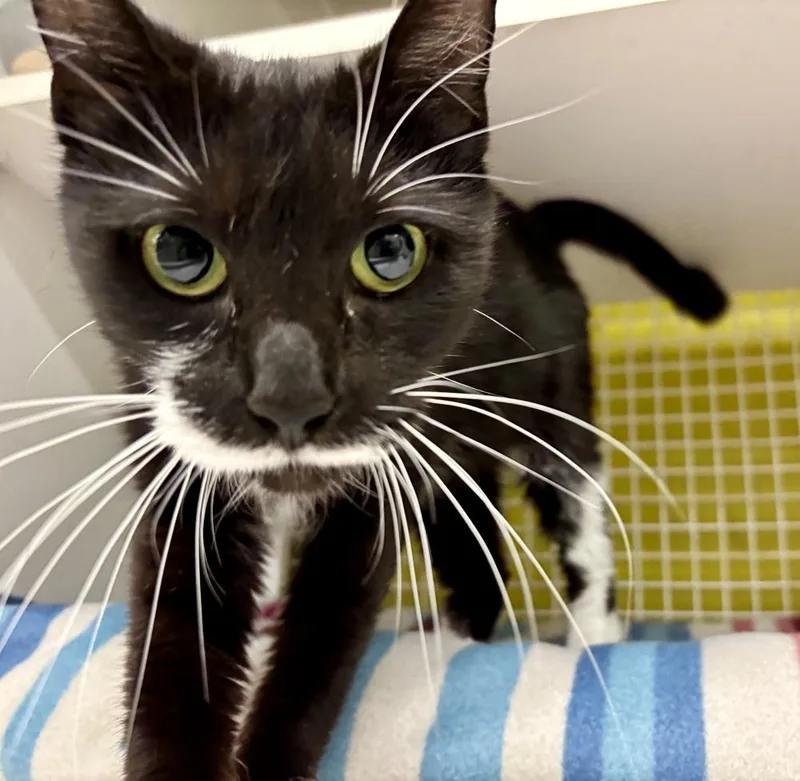 A young medium-sized female Black & White / Tuxedo Domestic Short Hair cat named Dasha for adoption in Telford, PA