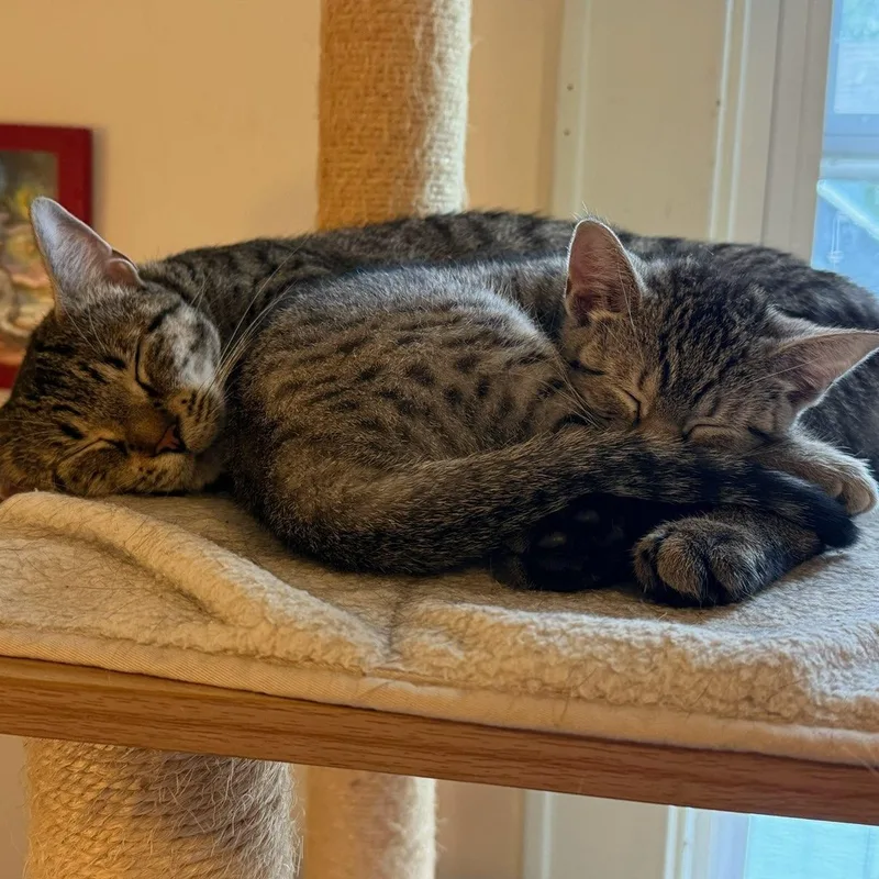 Allie & Lizzie