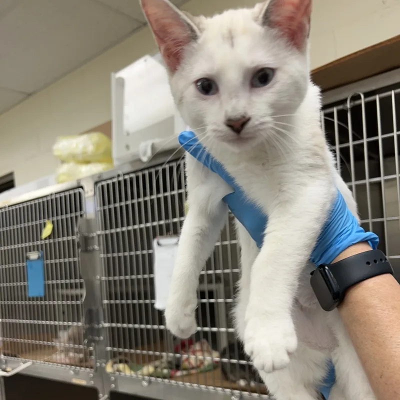 A baby small-sized female Domestic Short Hair cat named Snowball for adoption in Bastrop, TX