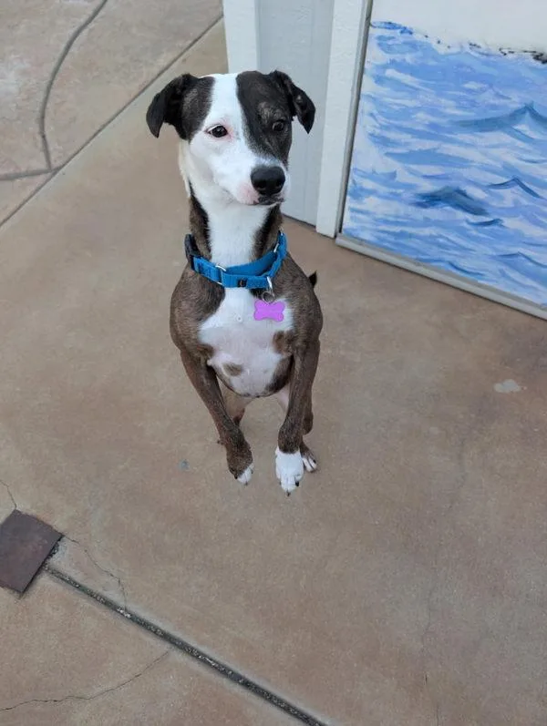 An adult medium-sized female Hound dog named Vixen for adoption in San Diego, CA