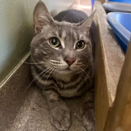 An adult medium-sized female Domestic Short Hair cat named Toasty for adoption in East Montpelier, VT