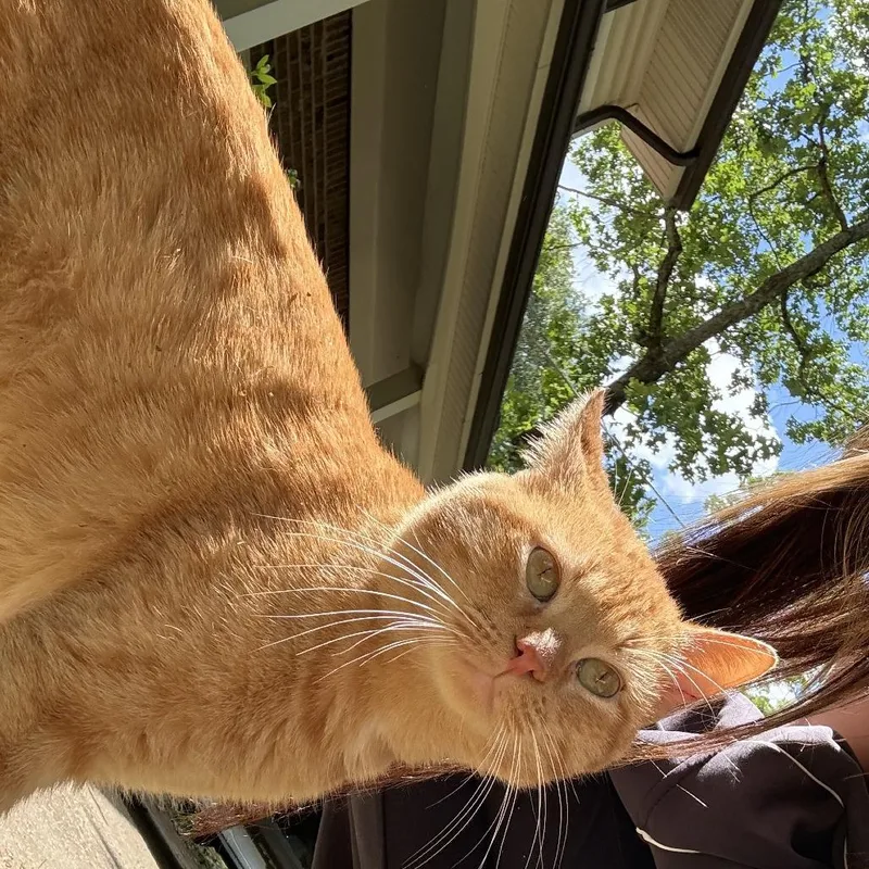 A young medium-sized male Orange / Red Domestic Short Hair cat named Nugget for adoption in Huntsville, AL