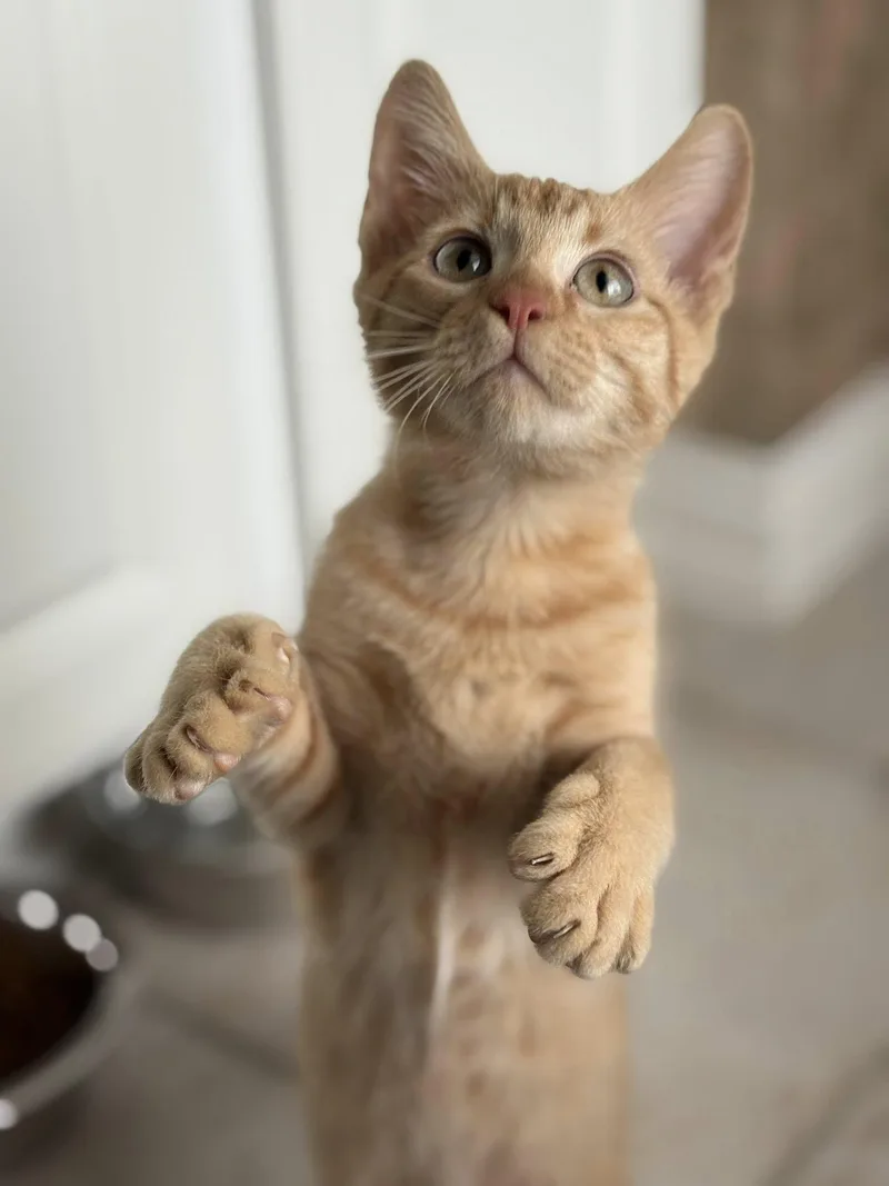 A young medium-sized male Orange / Red Domestic Short Hair cat named Taz for adoption in Frisco, TX