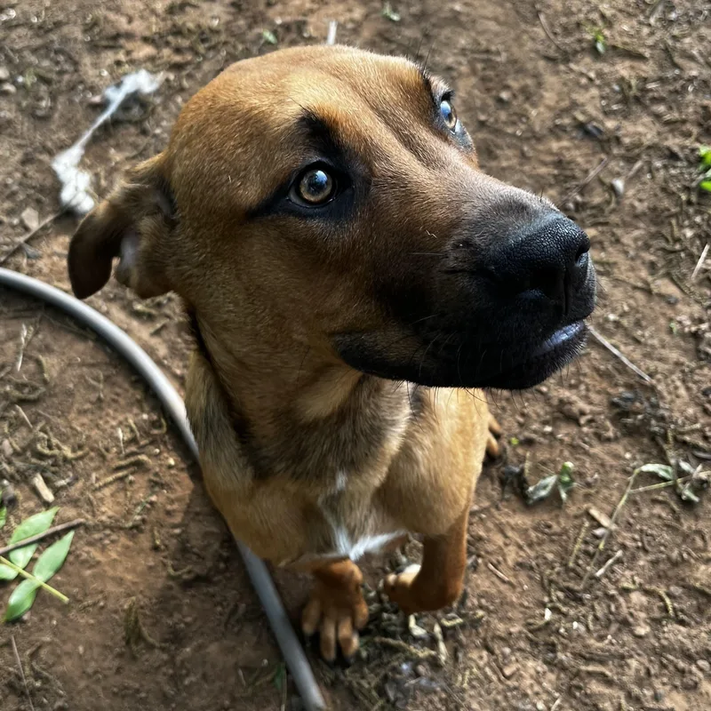 A young large-sized male Boxer dog named Bear for adoption in Pottsboro, TX