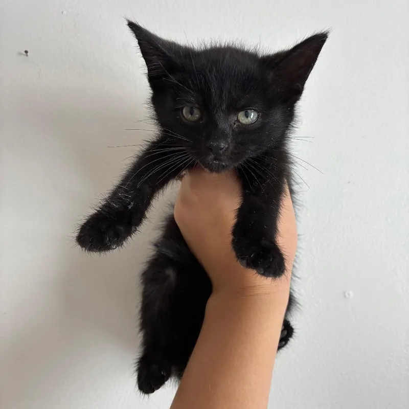 A baby small-sized male Black Domestic Short Hair cat named Marker in Manchester for adoption in Alexandria, VA