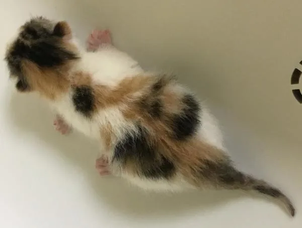 An adult medium-sized female Domestic Short Hair cat named Taffy for adoption in Escondido, CA