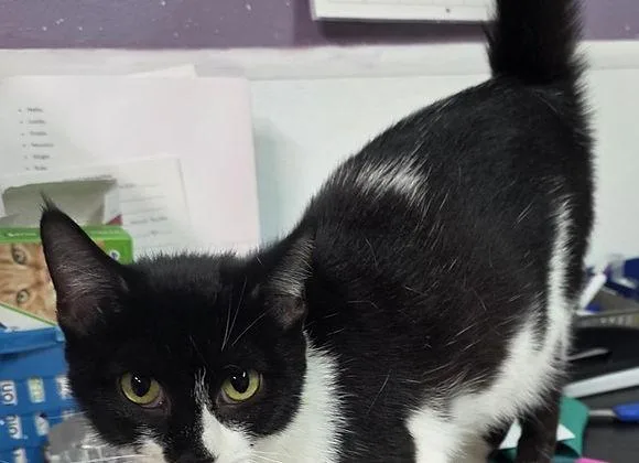 An adult medium-sized female Domestic Short Hair cat named Libby for adoption in Knoxville, IA
