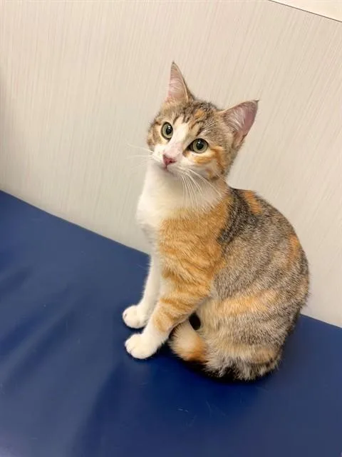 A young medium-sized female Torbie cat named Dolly A for adoption in Plano, TX