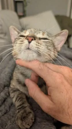 Gidget thumbnail 3