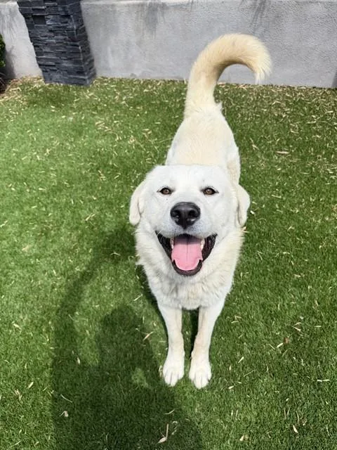 A young large-sized male Great Pyrenees dog named Lion for adoption in Riverside, CA