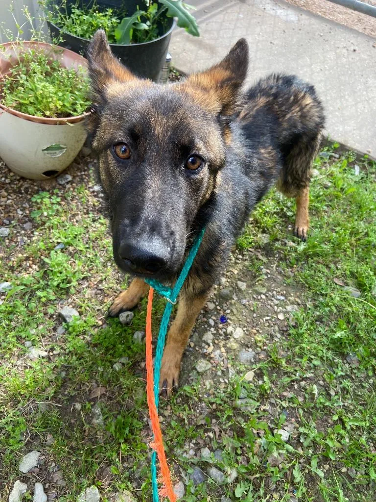 Dog Kennel thumbnail 2