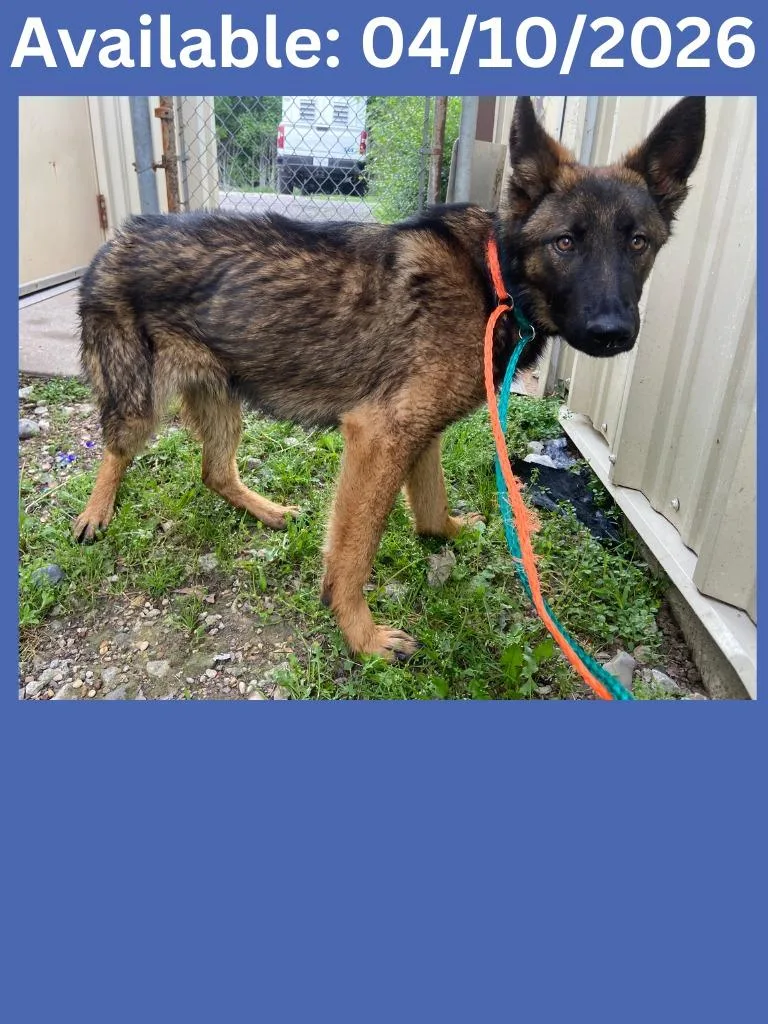 Dog Kennel thumbnail 3