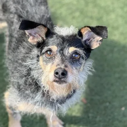 An adult small-sized female Terrier dog named Willow for adoption in Sacramento, CA