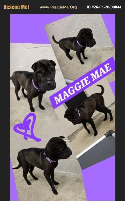 An adult medium-sized female Black Shar-Pei dog named Maggie Mae for adoption in Jackson, TN