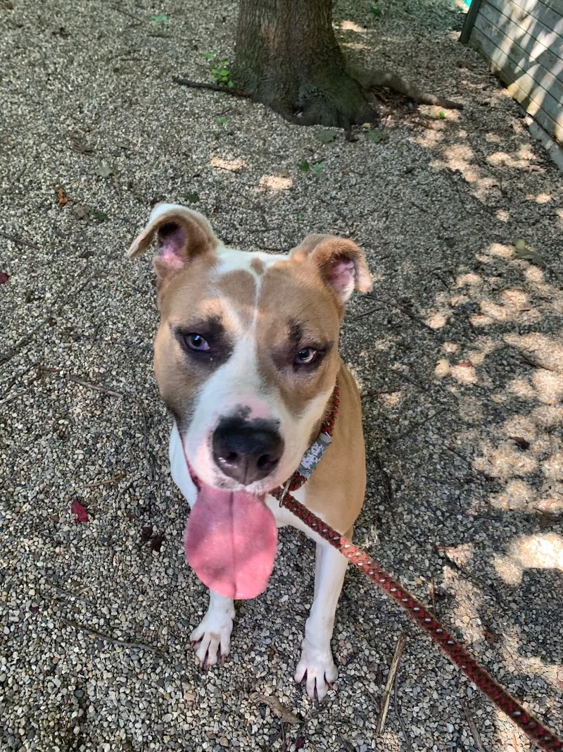 An adult large-sized female White / Cream American Staffordshire Terrier dog named Ava for adoption in fennville, MI