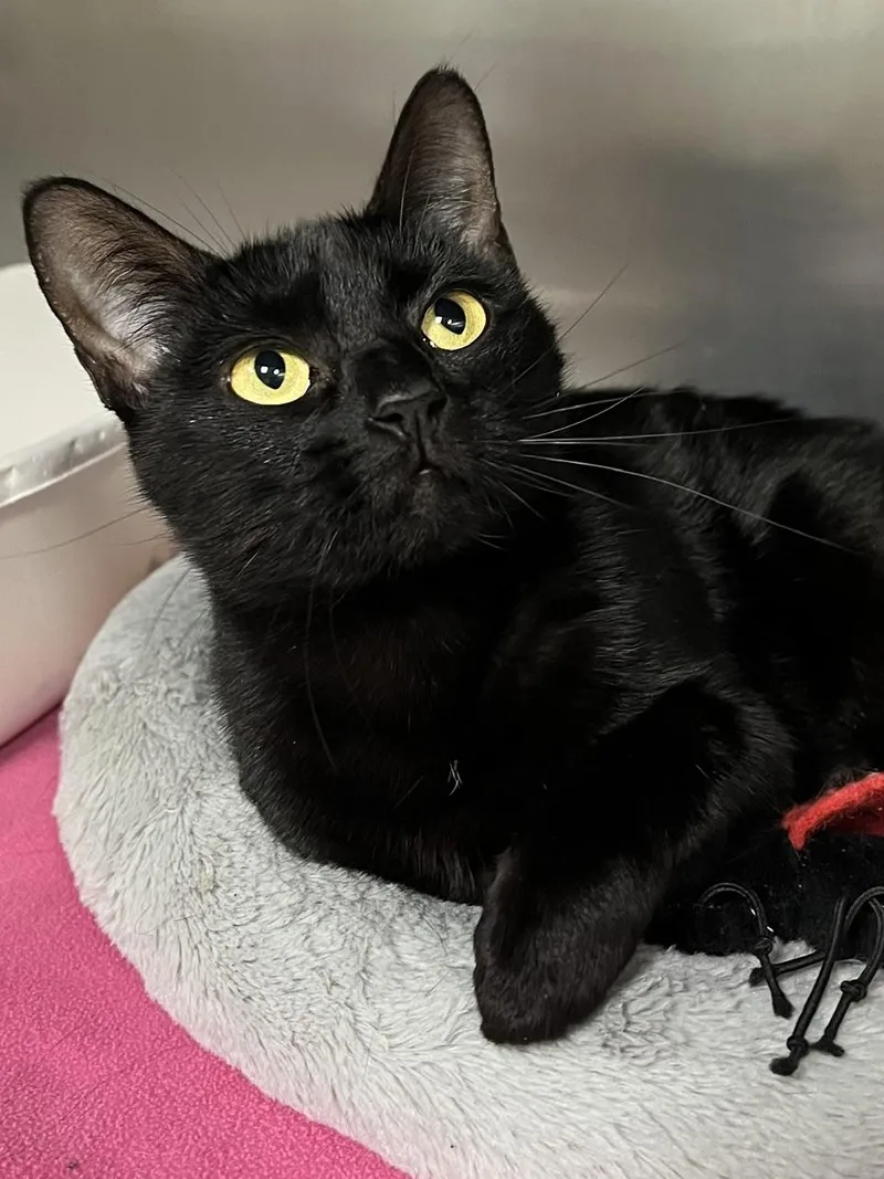 A young medium-sized female Black Domestic Short Hair cat named Misty for adoption in Johnston, RI