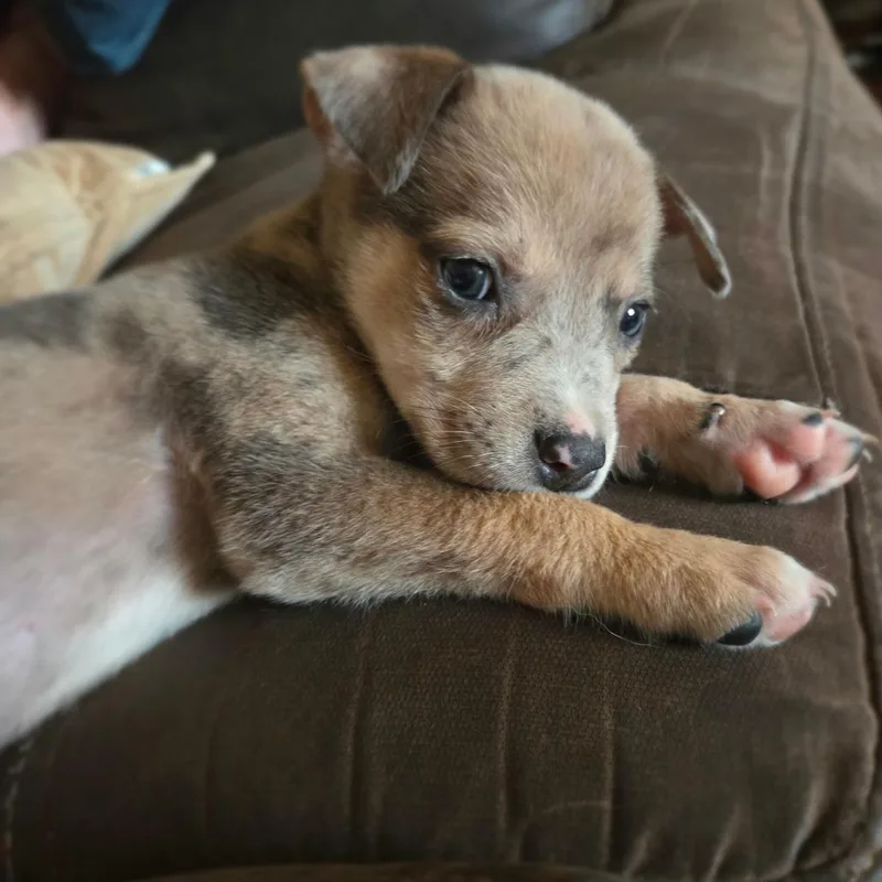 A baby medium-sized male Brown / Chocolate Australian Cattle Dog / Blue Heeler dog named Buck for adoption in Peculiar, MO