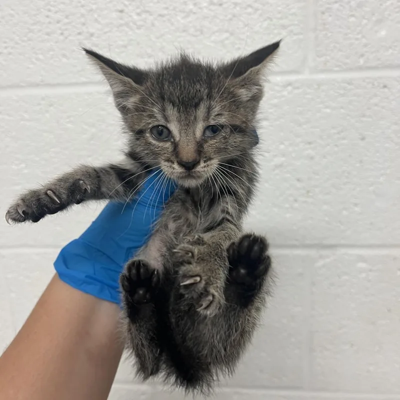 A baby small-sized female Brown / Chocolate Domestic Short Hair cat named Tofu for adoption in Edinburg, TX