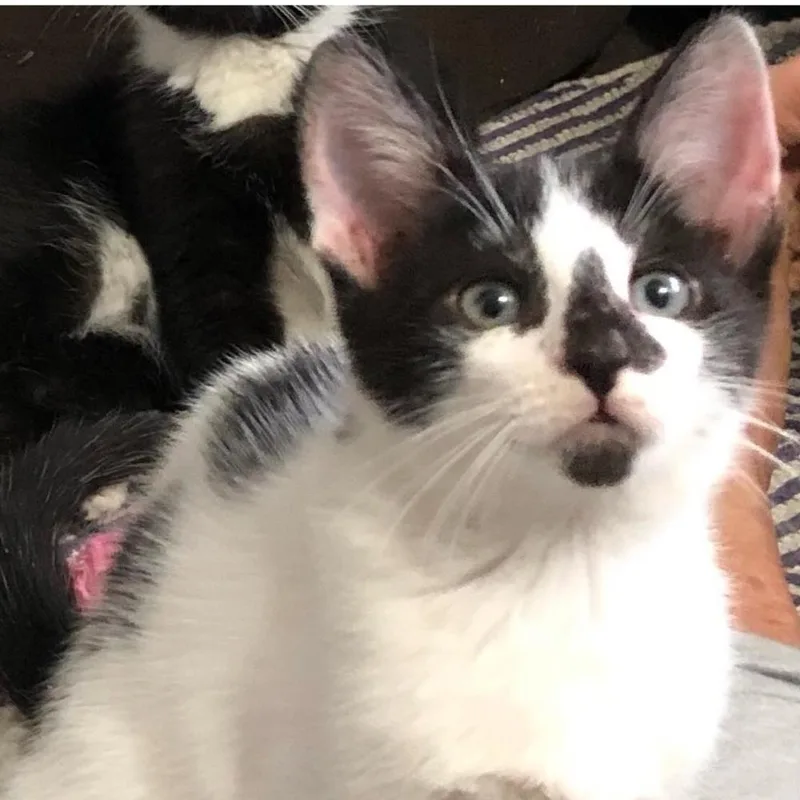 Luxor Mirage thumbnail 2